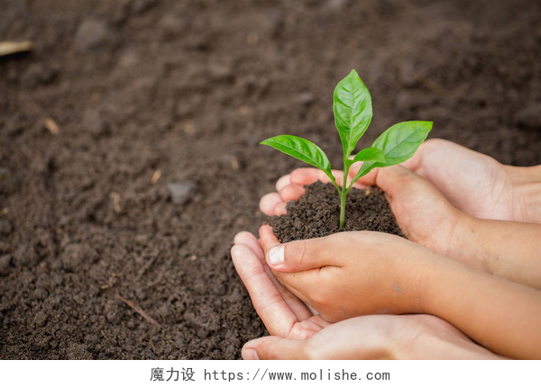 儿童和家长手里捧着一颗小树苗儿童小女孩和家长手牵着年轻的植物在一起作为拯救世界的概念, 种一棵树, 世界环境日. 